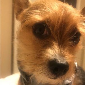 Meet your Posher, Francis